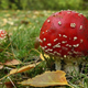 Illustration for article titled Deaths Of 550,000 Confirm Which Mushrooms Are Okay To Eat